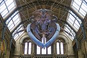 natural history museum londen 5-2018 5308